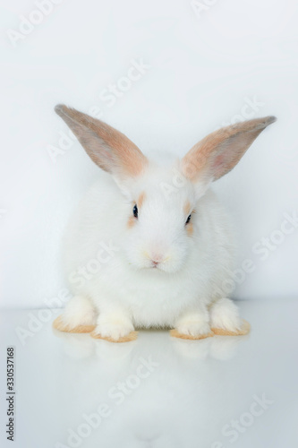A cute white rabbit with long brown ears on white background, adorable bunny pat © Stella