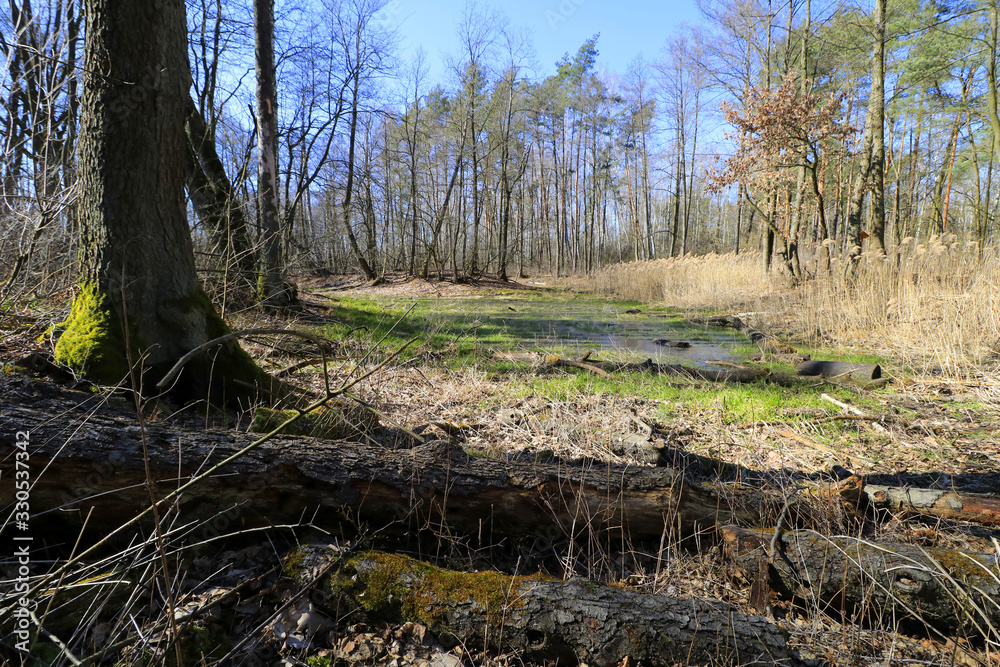 Swamps (Opalen lake) in Kampinos National Park, Mazovia, Poland