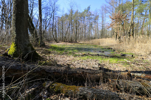 Swamps (Opalen lake) in Kampinos National Park, Mazovia, Poland photo