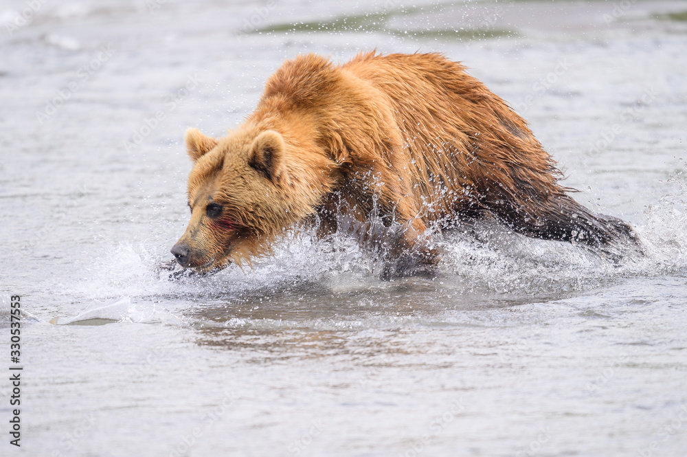 Naklejka premium Ruling the landscape, brown bears of Kamchatka (Ursus arctos beringianus)