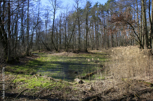 Obraz na płótnie Swamps (Opalen lake) in Kampinos National Park, Mazovia, Poland w salonie