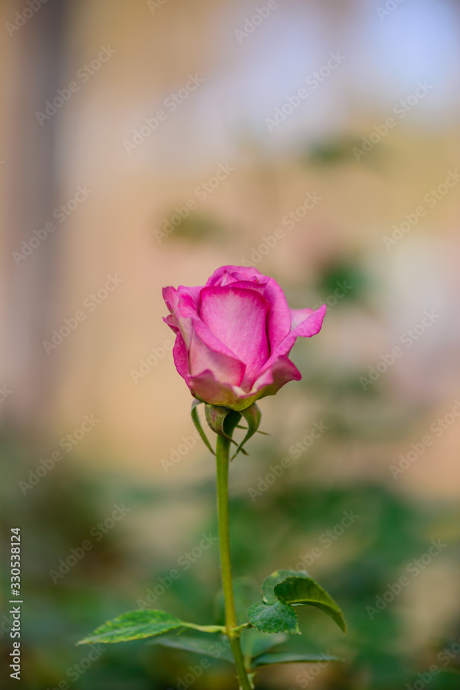 Beautiful pink roses blooming in the garden Beautiful pink roses blooming in the garden