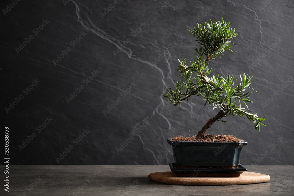 Japanese bonsai plant on grey stone table, space for text. Creating zen atmosphere at home Japanese bonsai plant on grey stone table, space for text. Creating zen atmosphere at home