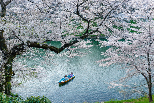 Wall Mural High-angle view of people rowing a blue boat on a river surrounded by blooming cherry blossoms in spring