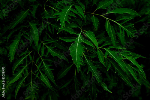 closeup nature view of green leaf texture  dark wallpaper concept  nature background  tropical leaf