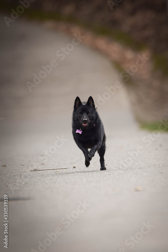 puppy of schipperke is running on road. She is so happy and crazy dog. She loves moving. © doda