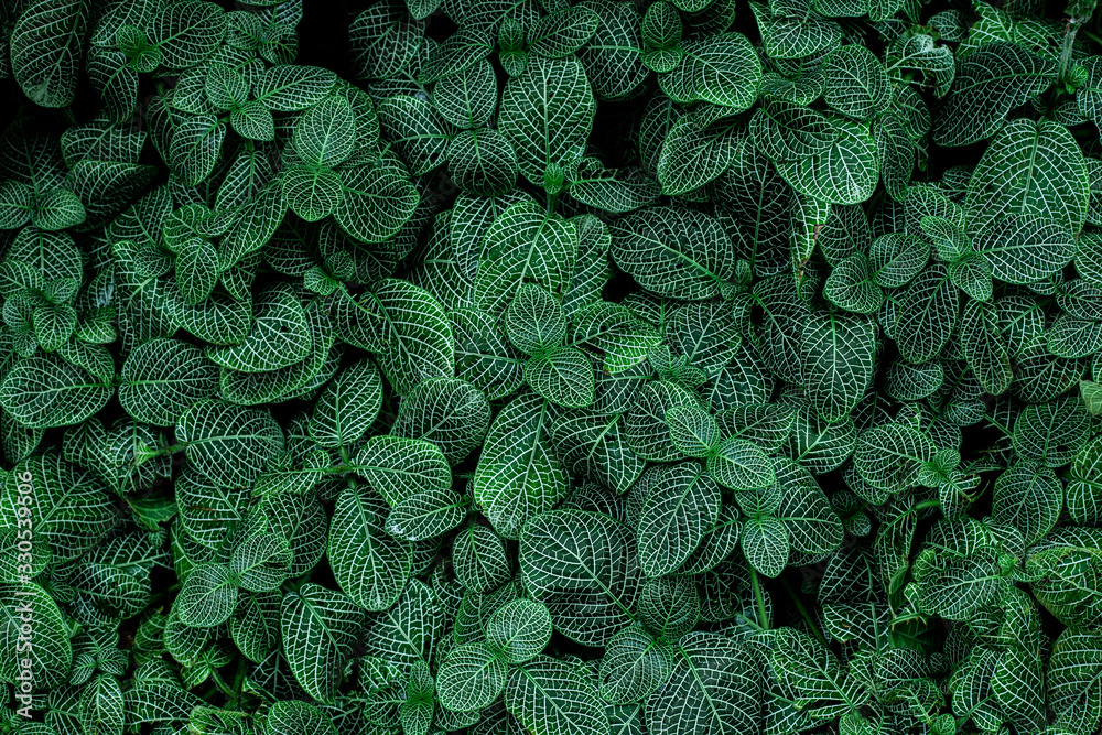 Fototapeta Tropikalne drobne zielone liście w białe prążki