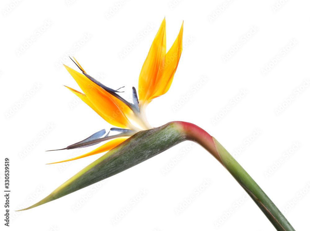 Bird of Paradise tropical flower isolated on white Bird of Paradise tropical flower isolated on white