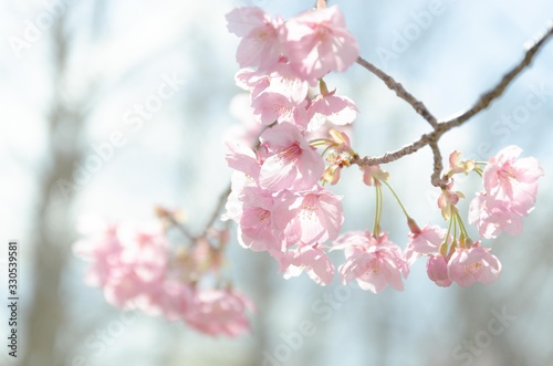 japanese sakura flower