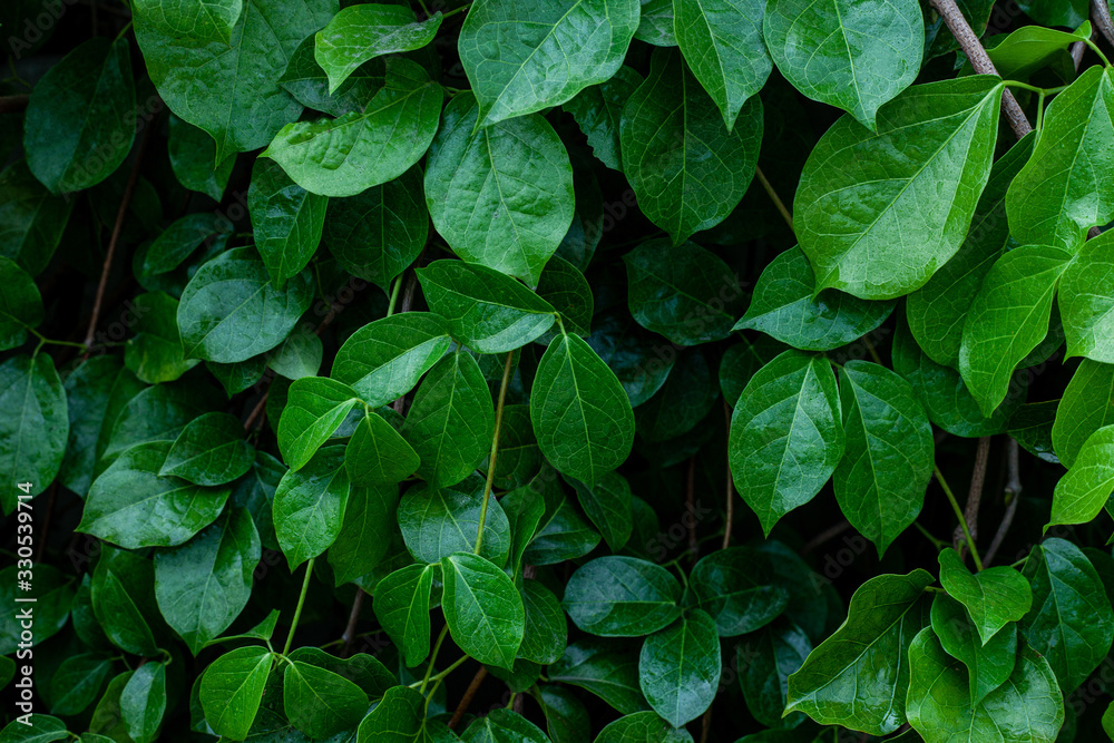 closeup nature view of green leaf texture, dark wallpaper concept, nature background, tropical leaf closeup nature view of green leaf texture, dark wallpaper concept, nature background, tropical leaf