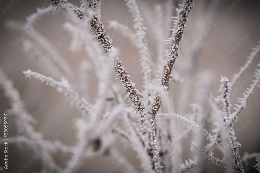 Frozen branches in winter time. This frost make so nice creature. Frozen branches in winter time. This frost make so nice creature.