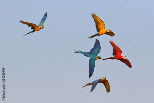 Colorful macaw parrots flying in the sky, Freedom concept