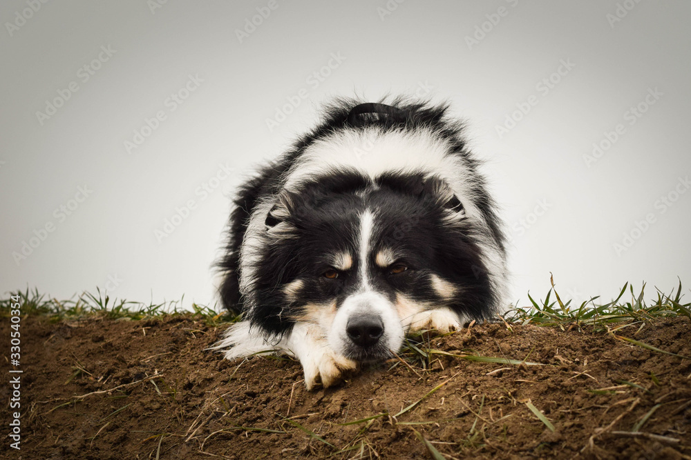 Border collie is laying on filed. He is so cute and has funny face Border collie is laying on filed. He is so cute and has funny face