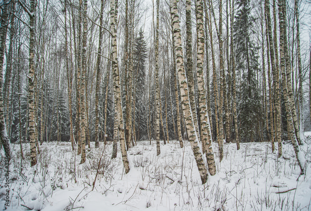 Fototapeta premium birch trees in winter