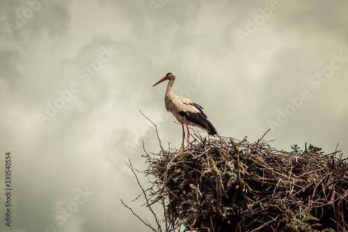 stork in a nest against the sky