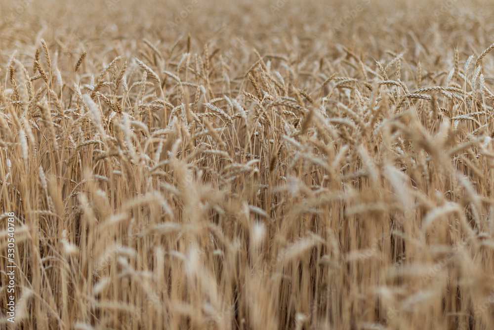 Ripe large ears of ripe wheat in the field. natural look Ripe large ears of ripe wheat in the field. natural look