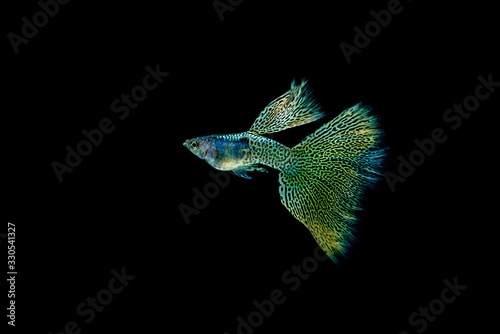 Capture the moving moment of the guppy fish isolated on black background.