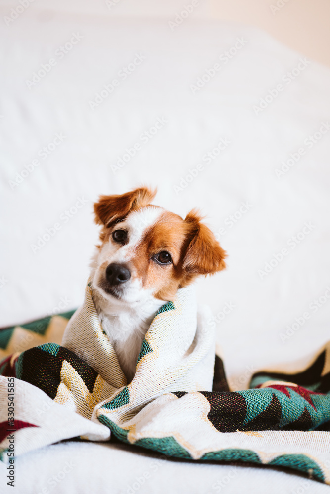 cute jack russell dog covered with ethnic blanket sitting on the couch at home. Lifestyle indoors