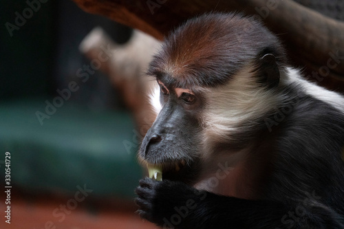 Red capped mangabey ape monkey photo