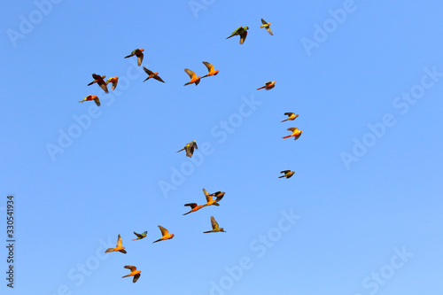 Beautiful parrots flying in the sky, Freedom concept © Passakorn