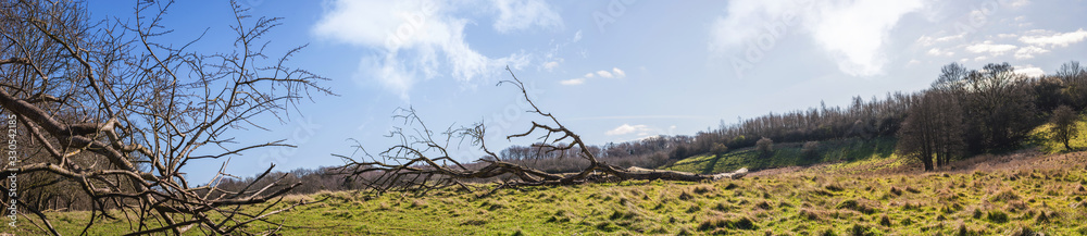 Large branch on a green meadow in a panorama Large branch on a green meadow in a panorama