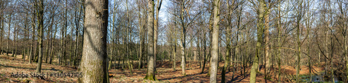 Forest panorama with deer hiding