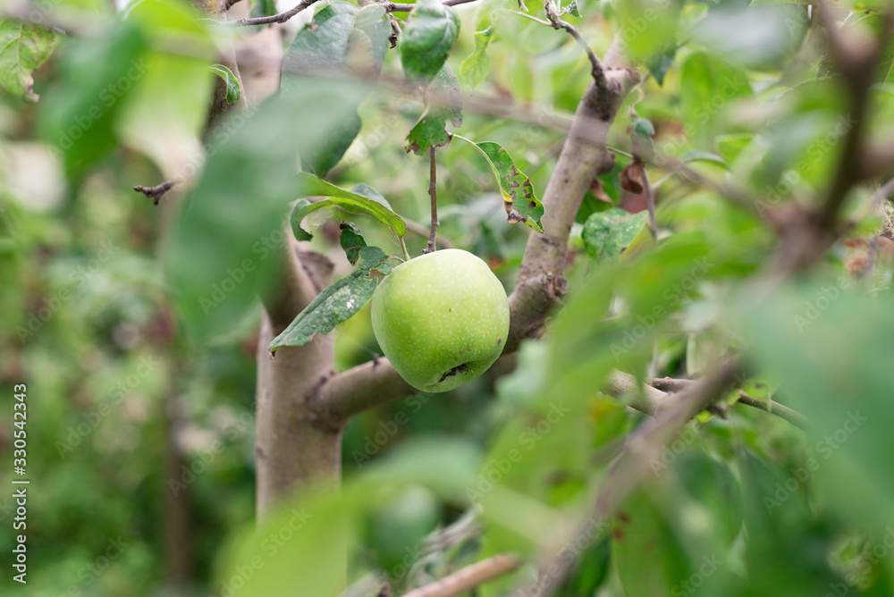 Green ripe apple weighs on tree branches in the garden