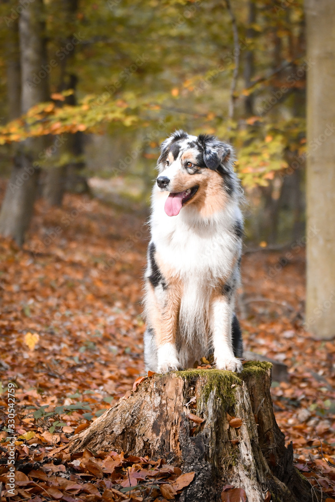 Portrait of Australian shepherd is standing on stump. She is waiting for other order. And she is so cute. Portrait of Australian shepherd is standing on stump. She is waiting for other order. And she is so cute.