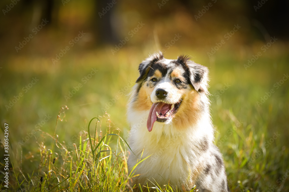 Adult australian shepherd is in nature in grass. She has so funny face.