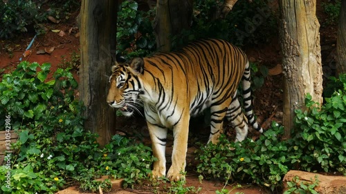 4k of Scary looking male royal bengal tiger staring towards of you from inside the jungle and walks through the jungle