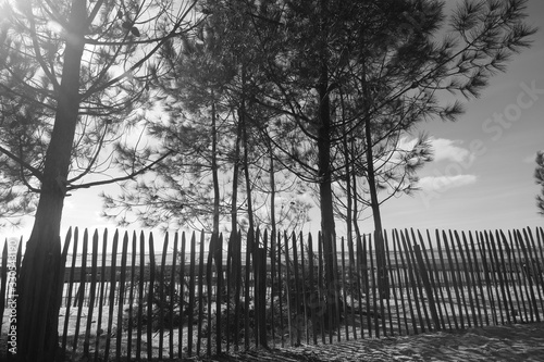 Paysage du littoral girondin   noir et blanc