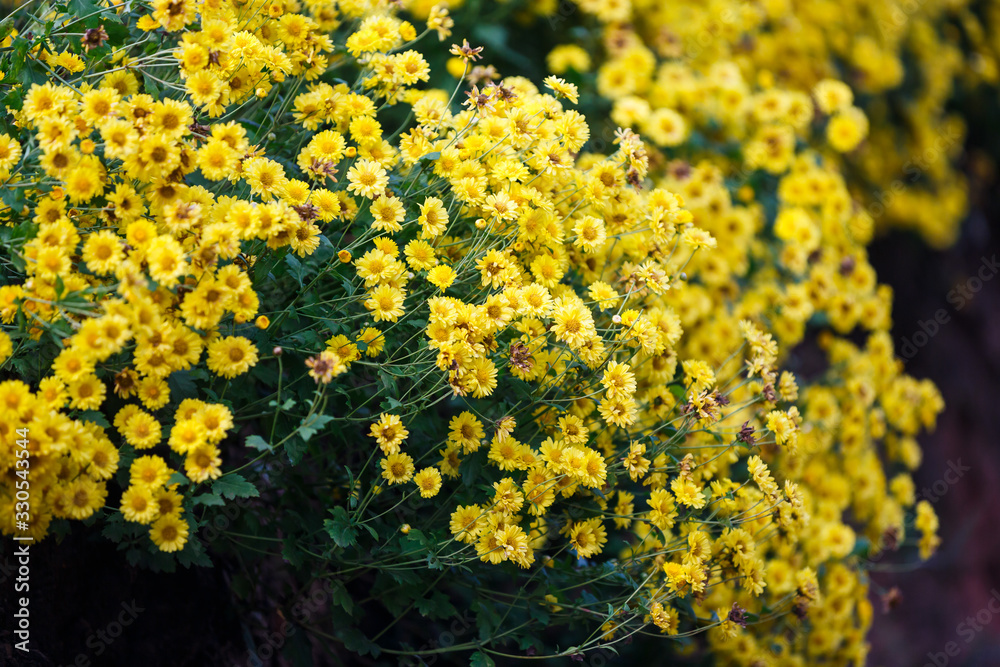 Obraz premium Yellow Chrysanthemum flowers for herbal tea
