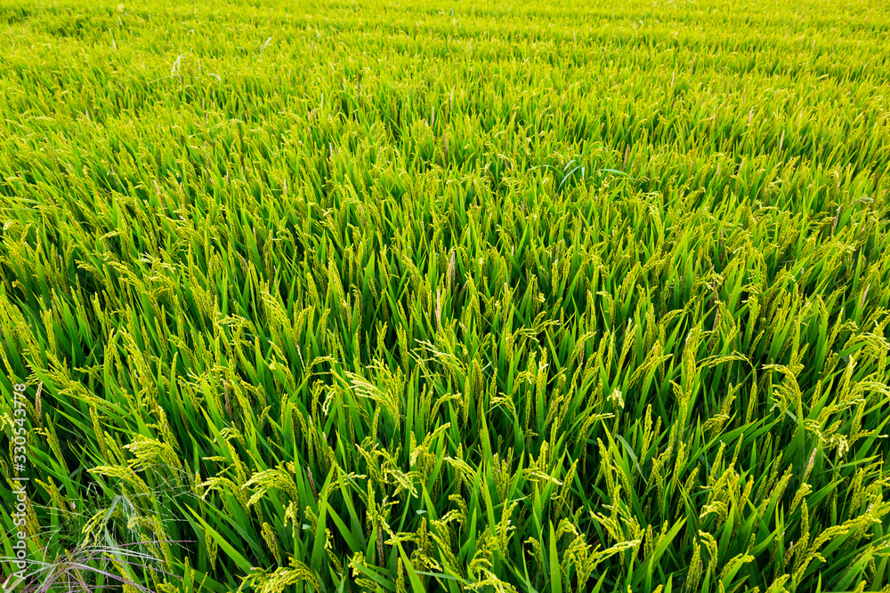Obraz premium Paddy rice field
