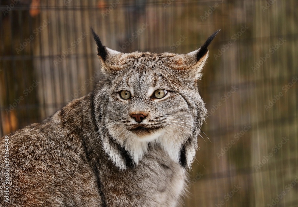 Obraz premium Canadian Lynx is beautiful big cat gray-brown. She has big ears and yellow-green eyes. Silently waiting for prey, it's a predator.