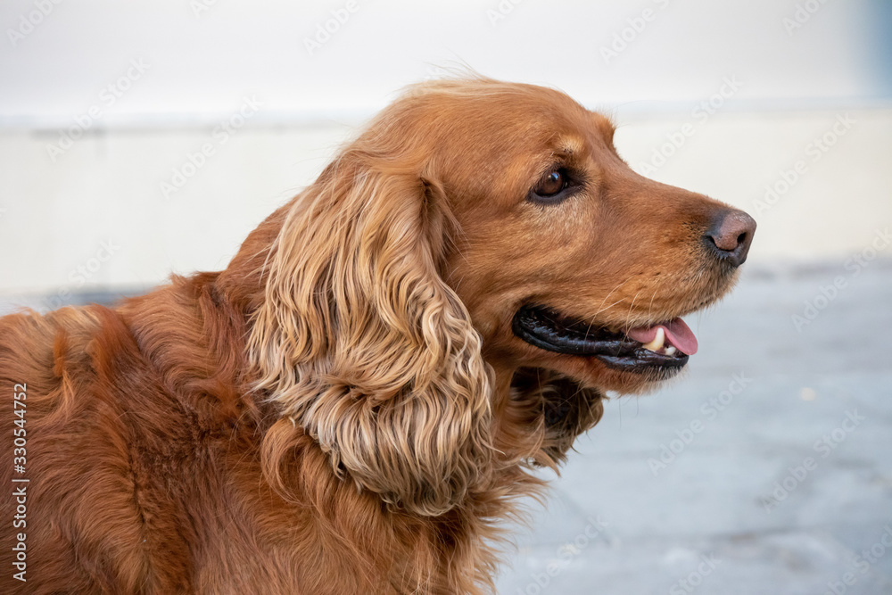 cocker spaniel