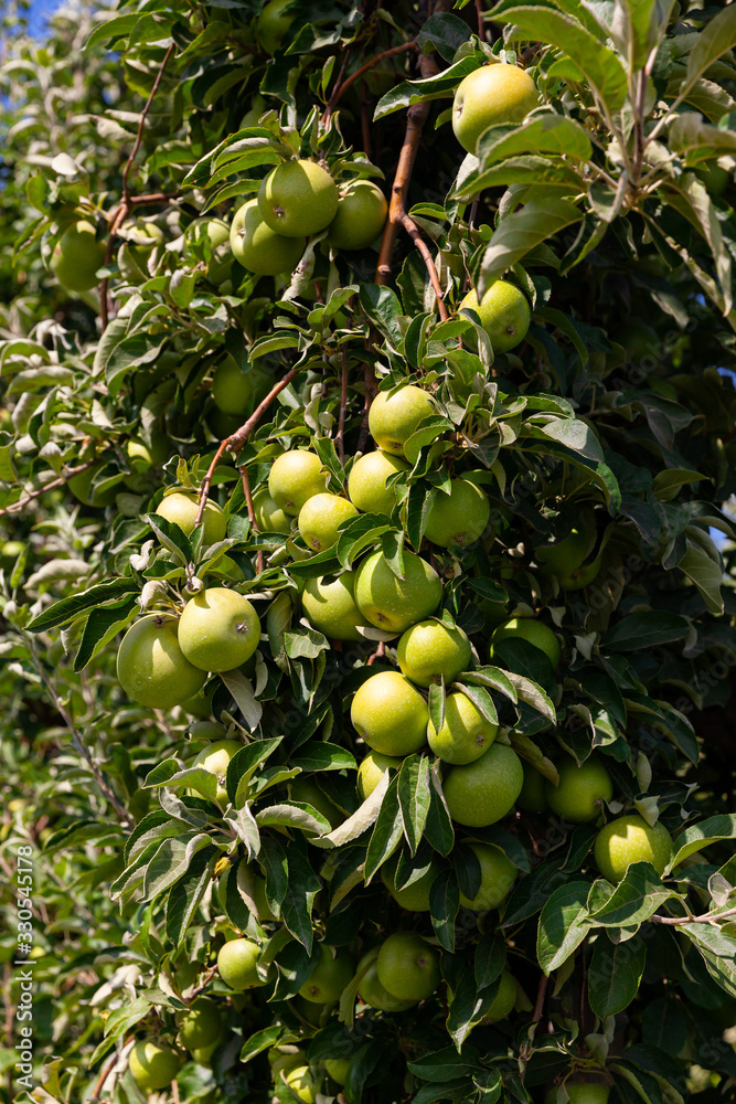 Farm harvest, ripe apples on branches