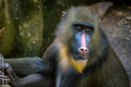 Male Mandrill Baboon close up