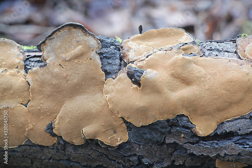 Phellinus conchatus, a bracket fungus from Finland with no common english name photo
