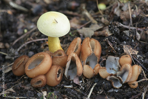 Sulphur knight, Tricholoma sulphureum,  surrounded by glazed cup fungi, Humaria hemisphaerica, wild mushrooms from Finland photo