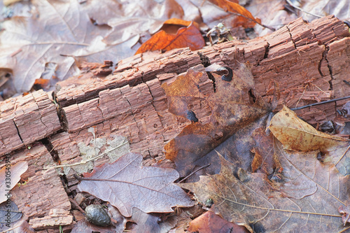 Brown-rot fungus breaking down hemicellulose and cellulose and displaying the typical cubical fracture