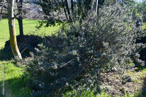 rosmery bush in a garden in spring photo