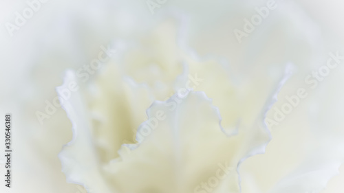 Abstract floral background, white carnation flower. Macro flowers backdrop for holiday brand design