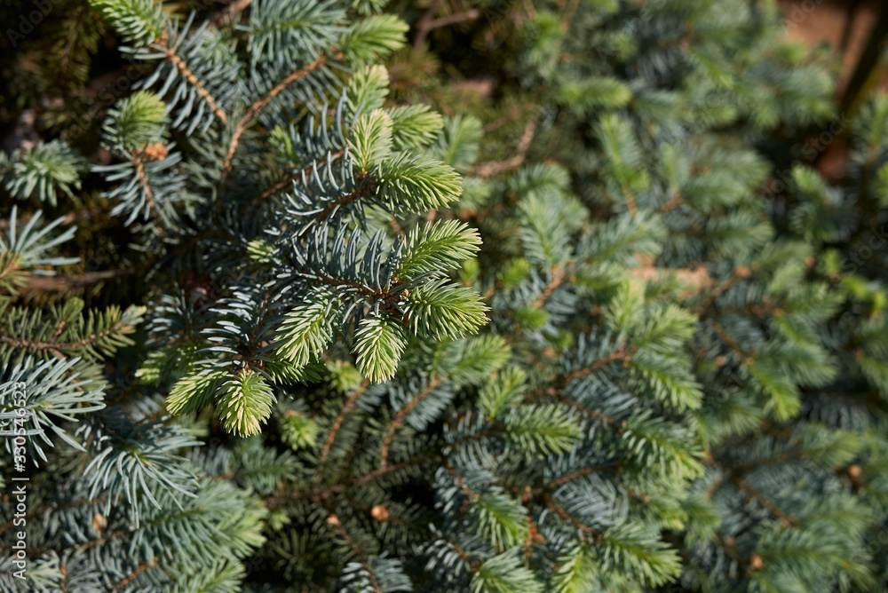 Picea pungens