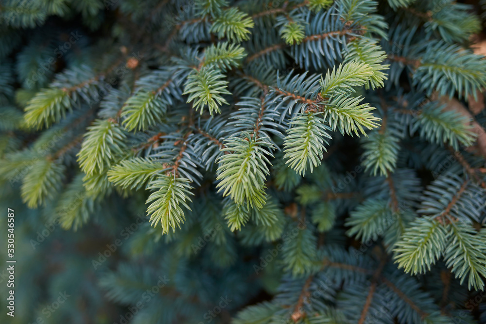 Picea pungens Picea pungens