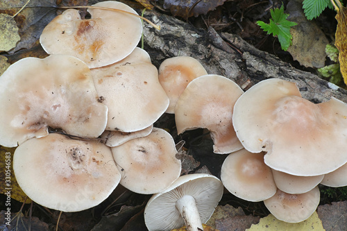 Lepista irina (also Clitocybe irina), known as the flowery blewit, wild mushroom from Finland photo
