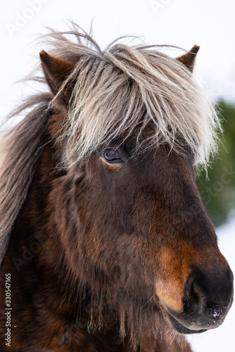 Close up portrait of the head of a beautiful Icelandic Horse