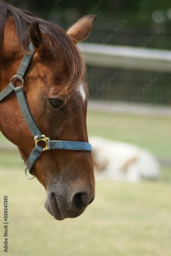 Horse Horse