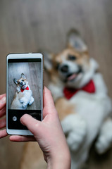 girl's hand takes a photo on the smartphone of a cute Corgi puppy lying on the floor and looking up with a smile