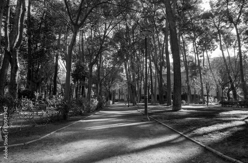 Paisaje en perspectiva de paseo en parque urbano a contraluz matinal blanco y negro