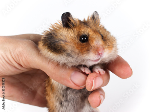 This little Syrian hamster is in the hand. A close-up photograph of a rodent.